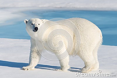 Polar bear Stock Photo