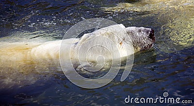 Polar bear predator the Arctic mammal hair Stock Photo