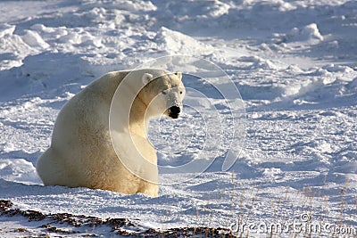 Polar Bear Reacting to a Sound Behind Him Stock Photo