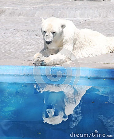 Polar bear reflection Stock Photo