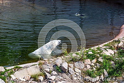 Polar bear shakes water in zoo Stock Photo