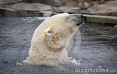 Polar Bear shakes off water Stock Photo