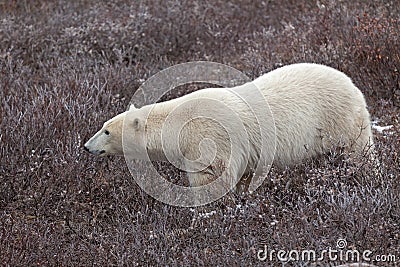 Polar Bear Stock Photo