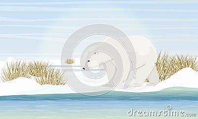 Polar bear on the shore by the sea. Dry grass, snow. Animals of the Arctic Circle Vector Illustration