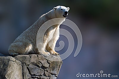 Polar bear sitting Stock Photo