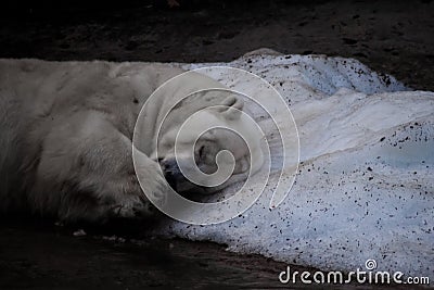 Polar bear sleeps on the last piece of ice Stock Photo