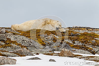 A polar bear sleeps on a snowy stony hill with moss Stock Photo