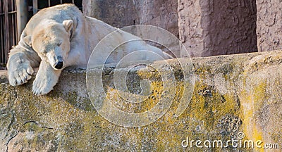 Polar Bear slepping on Stone Wall Stock Photo