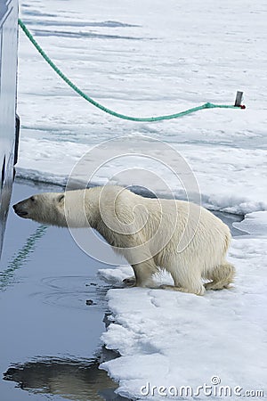 Polar Bear springing on ship's hull, Svalbard Archipelago, Norway Stock Photo