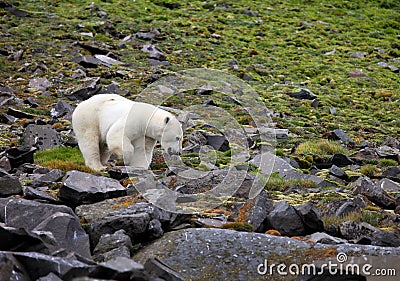 Polar bear in summer Arctic Stock Photo