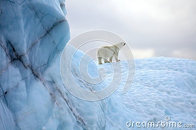 Polar bear Stock Photo