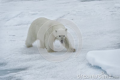 Polar bear, Svalbard Archipelago, Norway Stock Photo