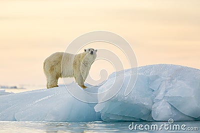 Polar Bear Stock Photo