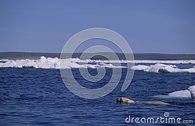 Polar bear swimming Stock Photo