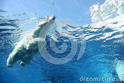 Polar bear swimming underwater blue Stock Photo