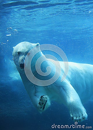 Polar bear swimming underwater Stock Photo