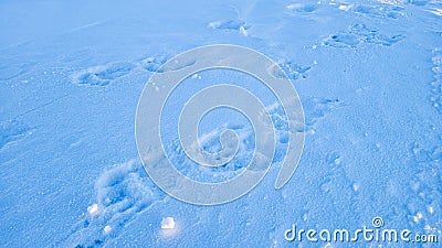 Polar Bear tracks in the snow Stock Photo