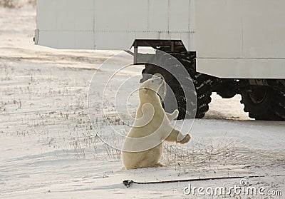 Polar bear and a tundra buggy Stock Photo