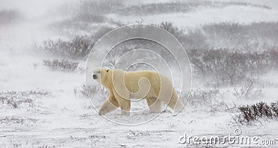 A polar bear on the tundra. Snow. Canada. Cartoon Illustration