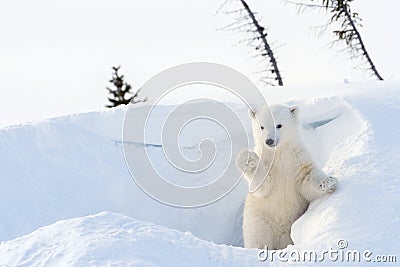 Polar bear (Ursus maritimus) cub coming out den Stock Photo