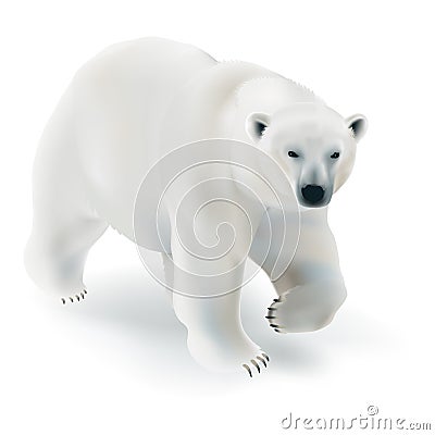 Polar bear - Ursus maritimus. Vector Illustration
