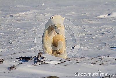 Polar Bear or Ursus Maritimus jumping down on snow on a sunny day, near Churchill, Manitoba Canada Stock Photo