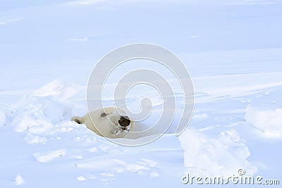 Polar bear (Ursus maritimus)looking out freshly opened den, Stock Photo