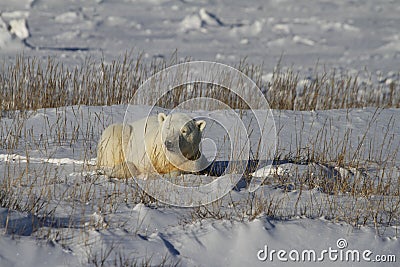 Polar Bear, Ursus Maritimus, lying down between grass and snow, near the shores of Hudson Bay Stock Photo