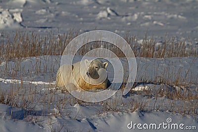 Polar Bear or Ursus Maritimus lying down on snow between arctic grass, near Churchill, Manitoba Canada Stock Photo