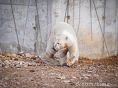 Polar bear Ursus maritimus Stock Photo