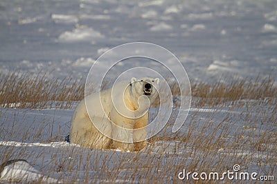Polar Bear or Ursus Maritimus sitting down on snow between arctic grass, near Churchill, Manitoba Canada Stock Photo