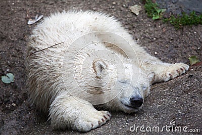 Polar bear Ursus maritimus. Stock Photo