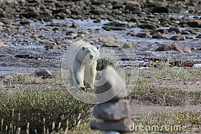 Polar Bear walking along an arctic coastline Stock Photo