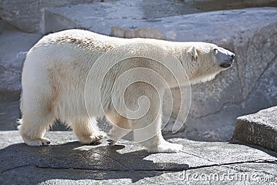 Polar bear walking calmly on rocks Stock Photo