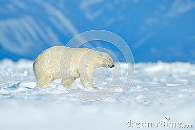 Polar bear walking on the ice. Polar bear, dangerous looking beast on the ice with snow in north Canada. Wildlife scene from natur Stock Photo