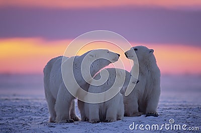 Polar bear with yearling cubs Stock Photo