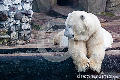 Polar bear in the Zoo Stock Photo