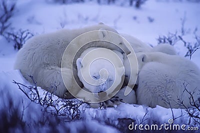 Polar bears Stock Photo