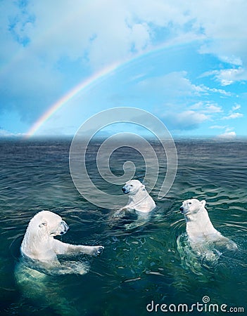 Polar bears Stock Photo