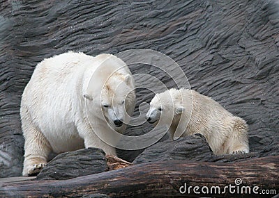White Polar bears Stock Photo
