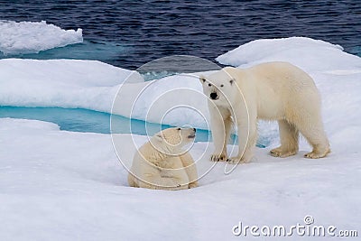 Polar bears on ice Stock Photo