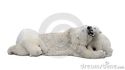Polar bears isolated on white background Stock Photo
