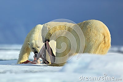 Polar bears, pair of big anilmals with seal pelt after feeding carcass on drift ice with snow and blue sky in Arctic Svalbard, in Stock Photo