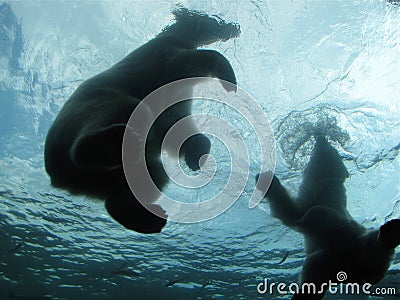 Polar Bears Swimming Stock Photo