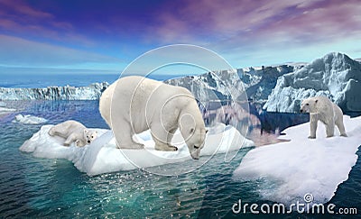 Polar bears on thin ice Stock Photo