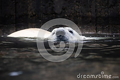 Polar Stock Photo