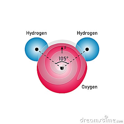 the polar covalent bonds of water molecules (H2O) Vector Illustration