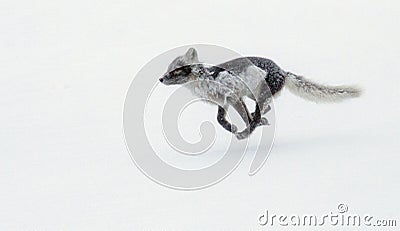 Polar fox runing in blizzard Stock Photo