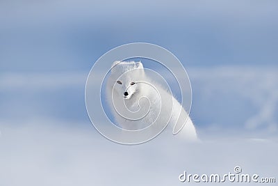 Polar fox in habitat, winter landscape, Svalbard, Norway. Beautiful animal in snow. Sitting white fox. Wildlife action scene from Stock Photo