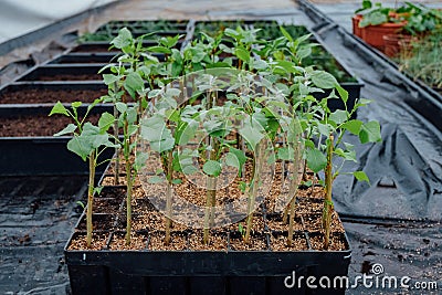 Polar seedlings rooted cuttings multi-cell growing trays Stock Photo